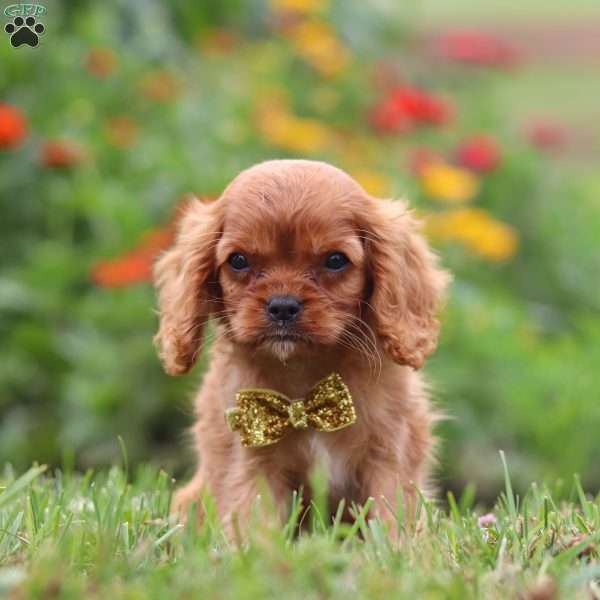 Reuben, Cavalier King Charles Spaniel Puppy